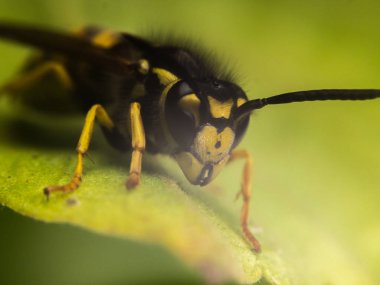 Wasp makro fotoğrafçılık
