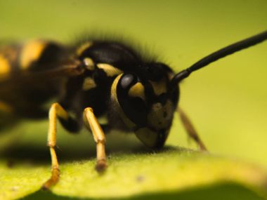 Wasp makro fotoğrafçılık
