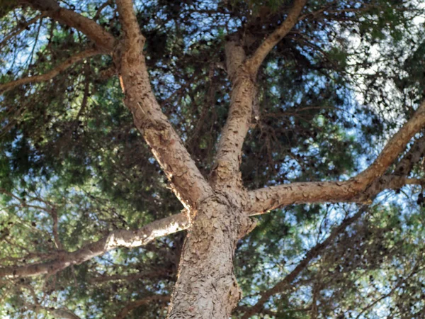 Pine tree — Stock Photo, Image