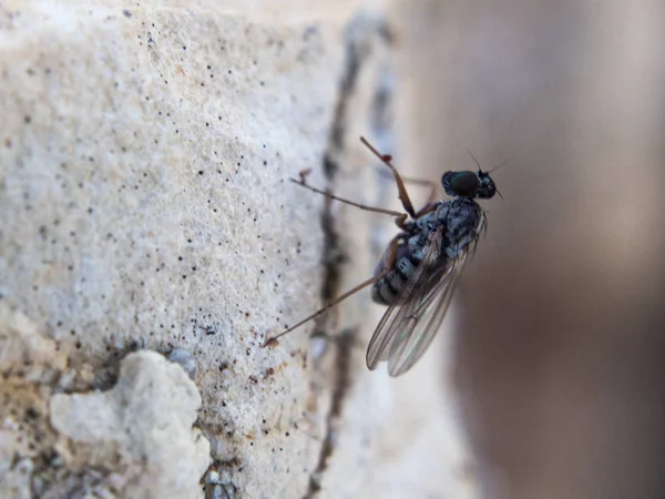 Fly Close up photography — Stock Photo, Image