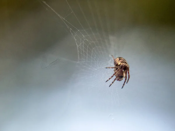 Aranha de perto no jardim — Fotografia de Stock