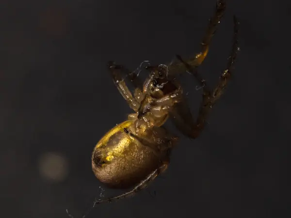 Aranha de perto no jardim — Fotografia de Stock