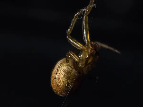Örümcek yakın çekim bahçede — Stok fotoğraf