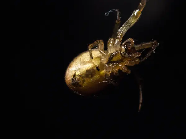 Spider close-up in de tuin — Stockfoto