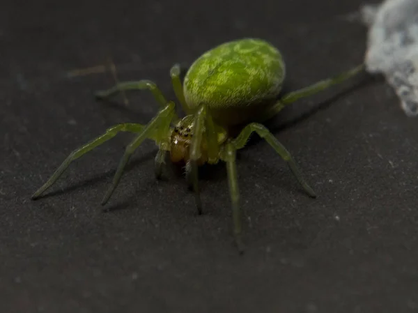 Spider close-up in de tuin — Stockfoto