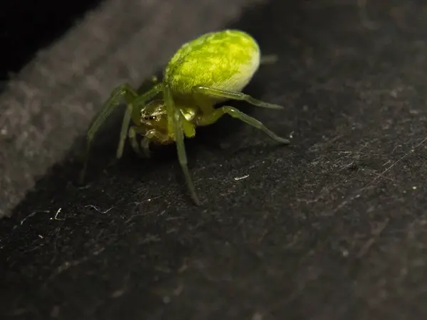 Spider close-up in de tuin — Stockfoto