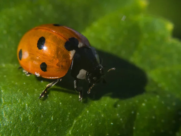 Coccinelle gros plan dans une feuille — Photo