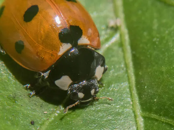 Ladybug close up in a leaf — Stock Photo, Image