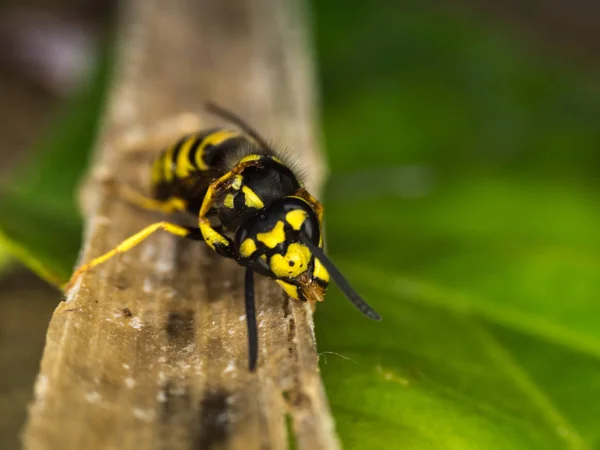 Fotografia makro WASP — Zdjęcie stockowe