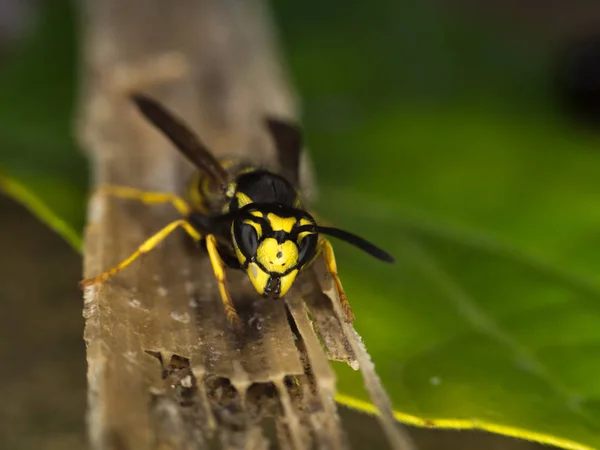 Guêpe macro photographie — Photo