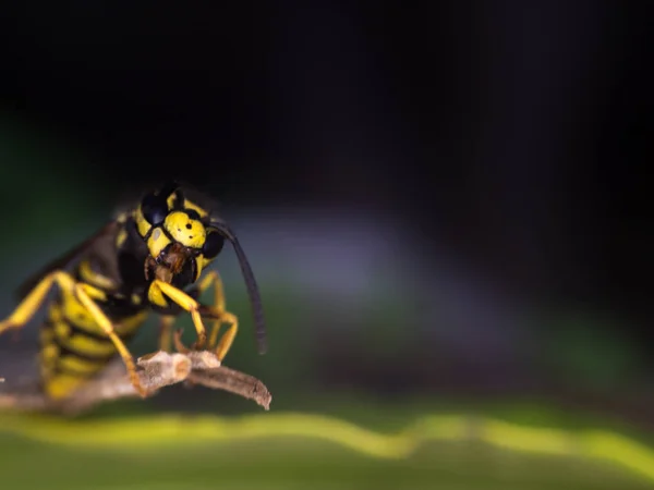 Makrofotografie für Wespen — Stockfoto