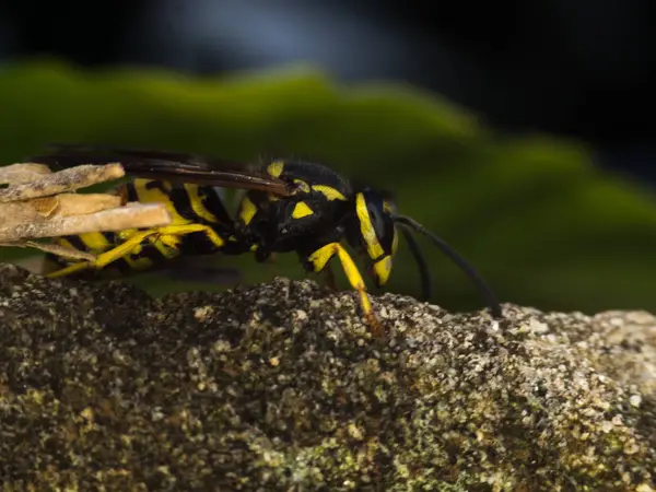 Fotografia makro WASP — Zdjęcie stockowe