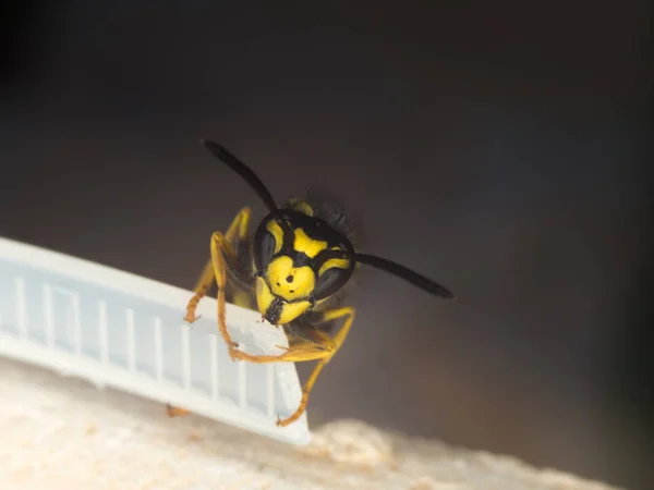 Wasp macrofotografie — Stockfoto