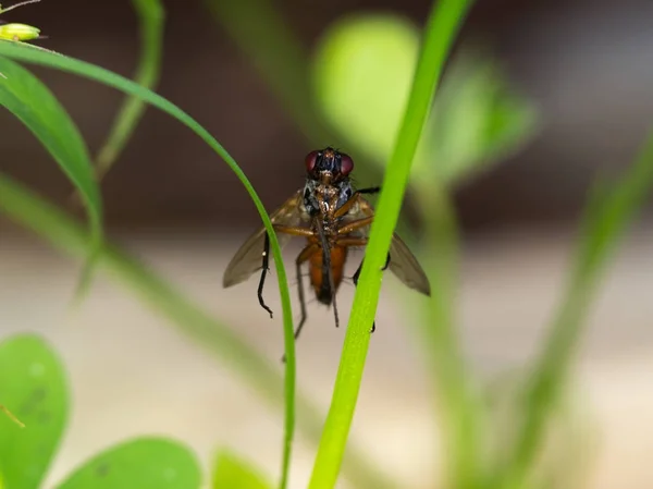 Pequena mosca macro — Fotografia de Stock