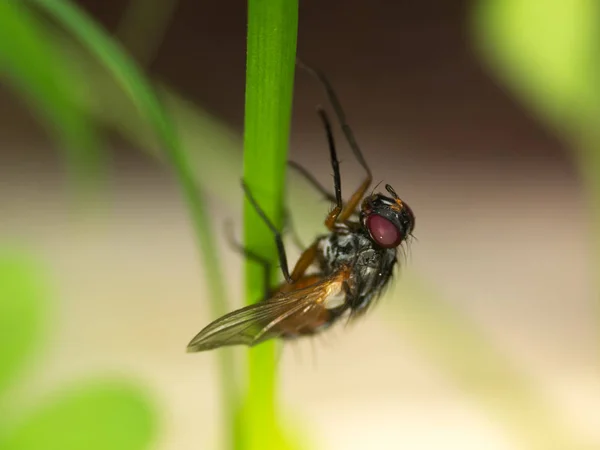 Kleine vliegen macro — Stockfoto