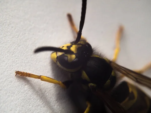 Fotografía macro Avispa — Foto de Stock