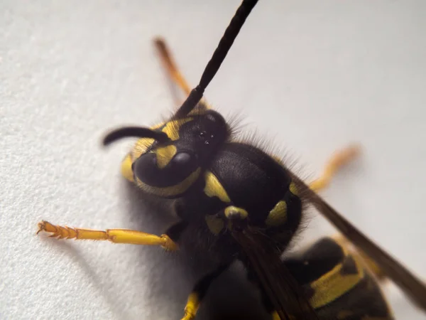 Wasp macrofotografie — Stockfoto