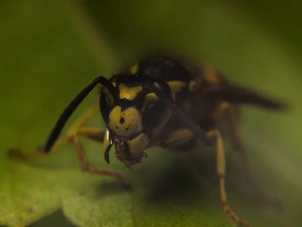 Makrofotografie für Wespen — Stockfoto