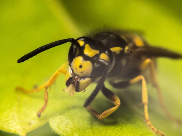 Makrofotografie für Wespen — Stockfoto