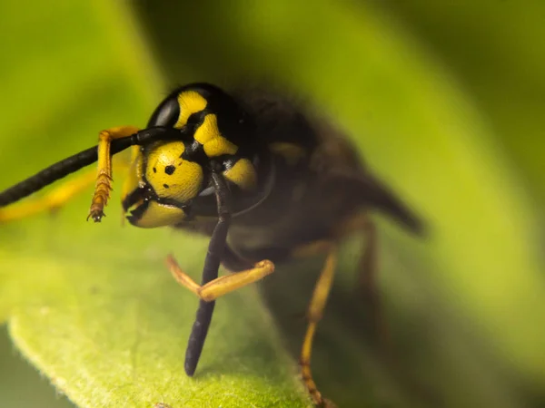 Makrofotografie für Wespen — Stockfoto