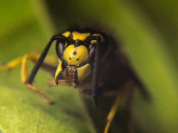 Wasp macrofotografie — Stockfoto