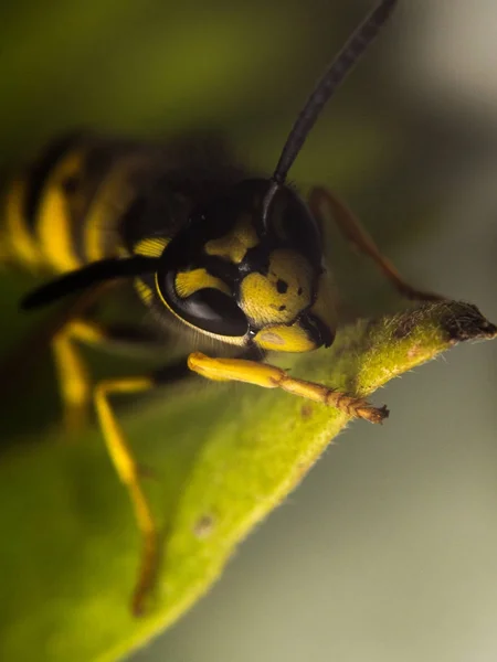 Wasp makro fotoğrafçılık — Stok fotoğraf