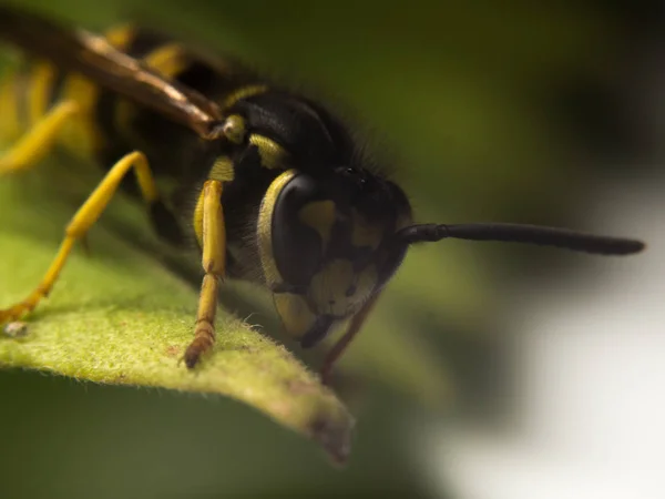 Fotografia makro WASP — Zdjęcie stockowe