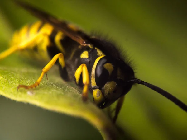 Wasp macrofotografie — Stockfoto