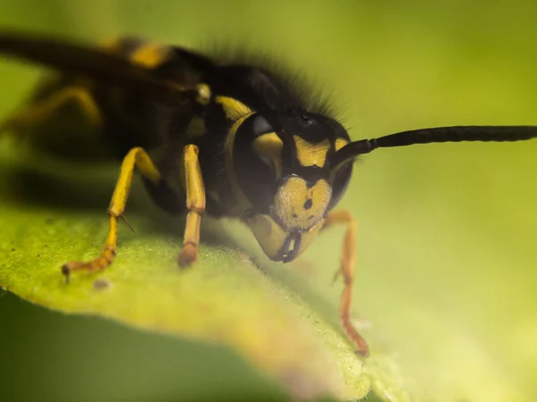 Fotografía macro Avispa — Foto de Stock