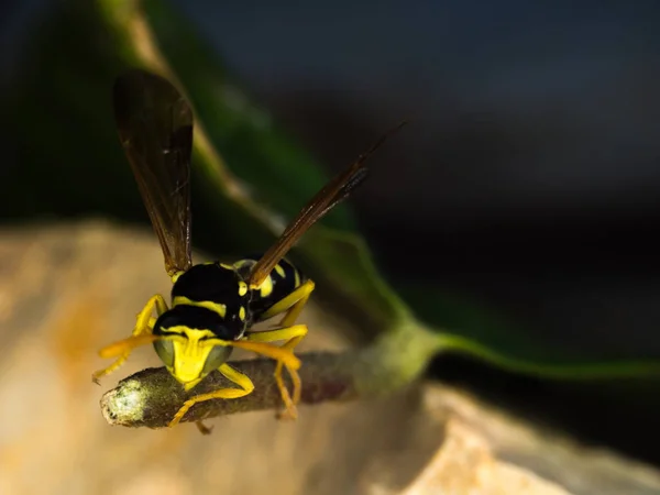 Makrofotografie für Wespen — Stockfoto