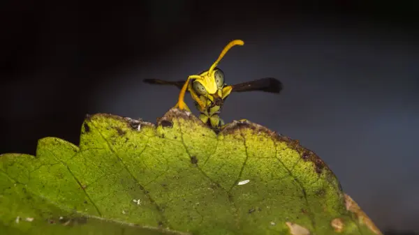 Wasp macrofotografie — Stockfoto