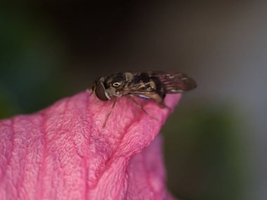Wasp makro fotoğrafçılık