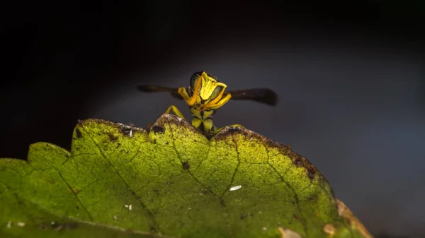 Wasp makrofotografering — Stockfoto