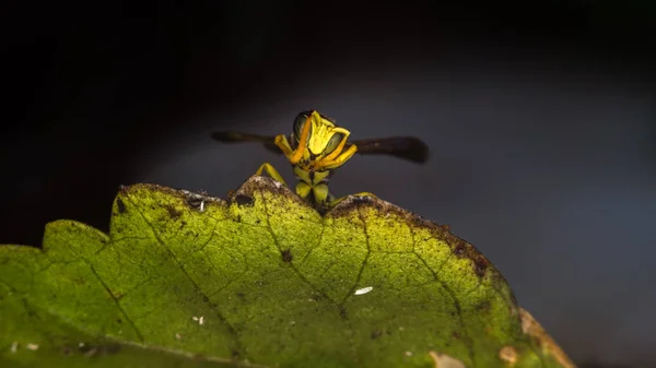 Guêpe macro photographie — Photo