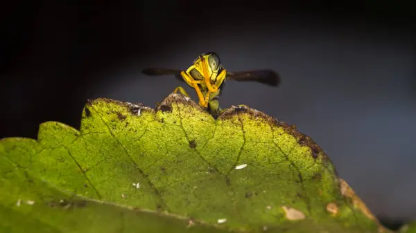 Macro di vespa fotografia — Foto Stock