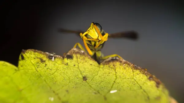 Guêpe macro photographie — Photo