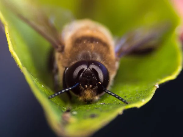 Bee close-up in de tuin — Stockfoto