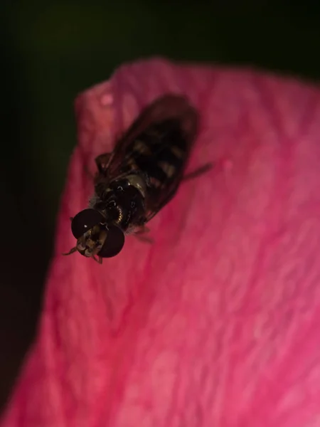 Avispa en una flor — Foto de Stock