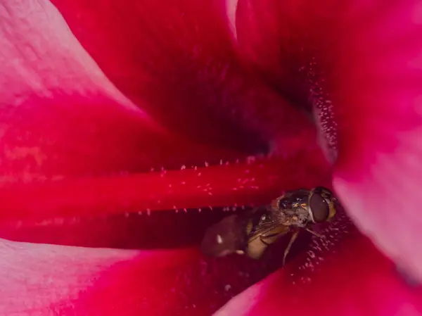 Wespe in einer Blume — Stockfoto