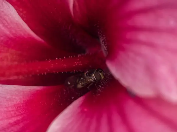 Wespe in einer Blume — Stockfoto