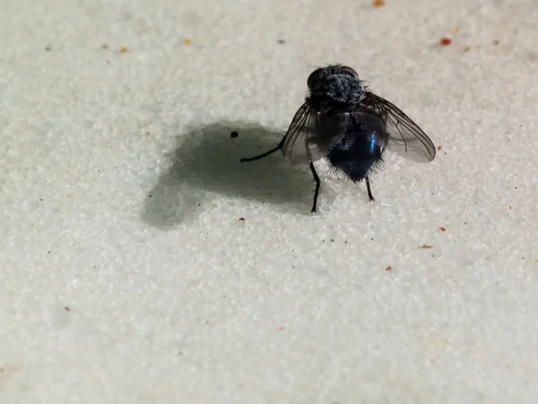 Tiny makro mucha — Zdjęcie stockowe