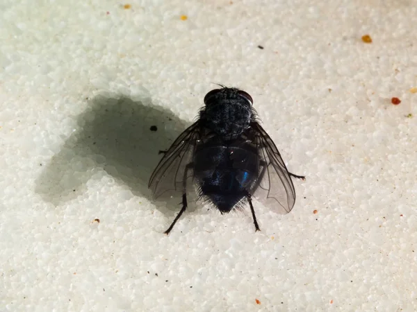 Tiny fly macro — Stock Photo, Image