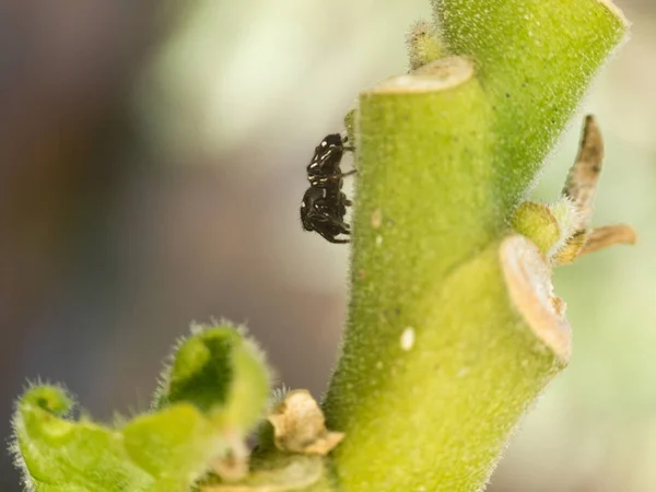 Pequeña araña en el jardín — Foto de Stock