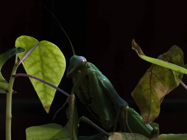 Mantis de cerca — Foto de Stock