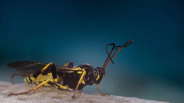 Avispa macro fotografía de cerca — Foto de Stock