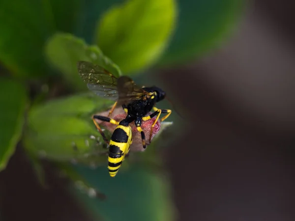 WASP makro Fotografia z bliska — Zdjęcie stockowe