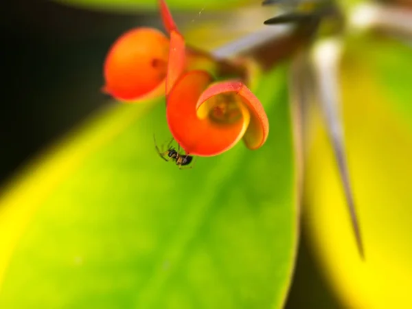 Piccoli ragni in giardino — Foto Stock