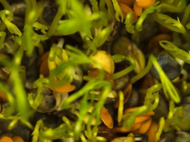 Küçük mercimek kadar büyüyen