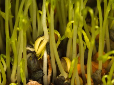 Küçük mercimek kadar büyüyen