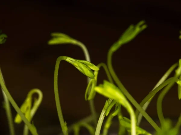 Pequeñas lentejas creciendo — Foto de Stock